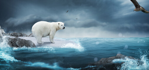 Eisbär in der Arktis 