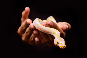 studio portrait of Ball Python snake