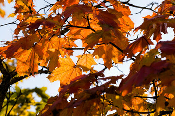 red maple foliage