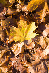 dry yellowed foliage of maple