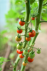 Different degrees of ripeness of cherry tomatoes - from red to green
