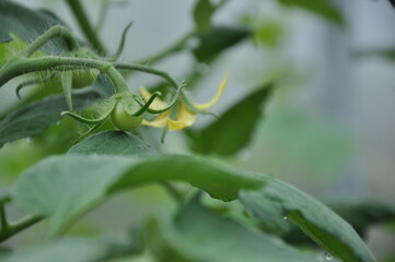 ovary of tomatoes in greenhouse