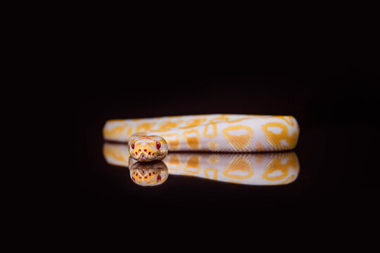 studio portrait of Ball Python snake