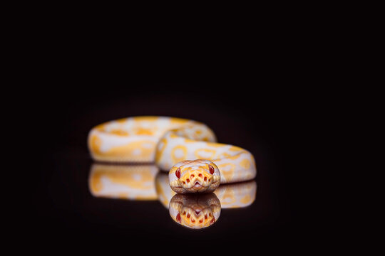 studio portrait of Ball Python snake
