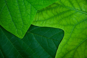 Naklejka na ściany i meble image of green leaf background 