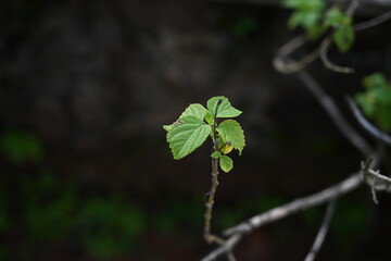 leaves with dew