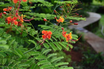 Obraz premium red and orange flowers