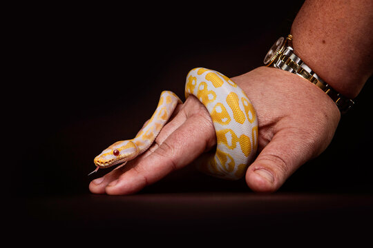 studio portrait of Ball Python snake