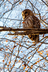 owl on branch