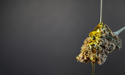 CBD oil poring on cannabis bud. Marijuana concentrate. Golden honey. Copy space banner