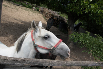 The white horse of the Đura in his barn