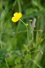 Obraz premium Crowfoot (Ranunculus acris L) flowering on a verge in summertime