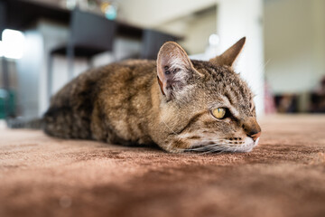 chat sur le tapis