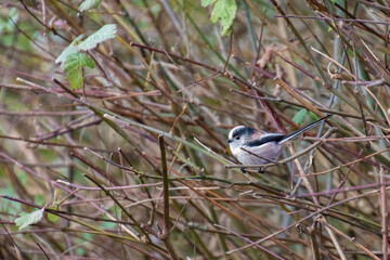 Long Tailed Tit watching from the thicket