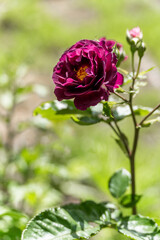 Red rose flowering in a garden in East Grinstead