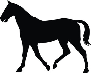 black silhouette of a thoroughbred horse walking calmly isolated on a white background