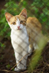 Obraz premium FlYong ginger white cat walk on the green grass in summer garden