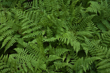 Fototapeta na wymiar Ferns with long blades with long green pinnas
