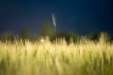 Obraz premium Wheat Field with Sunlight in Locarno, Switzerland.