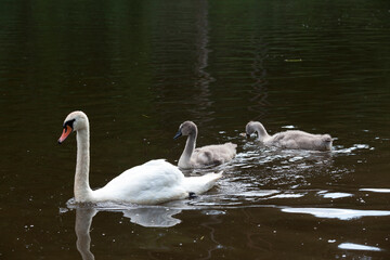 real swans