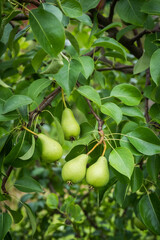 Young green pears on a branch of a pear tree on a summer day.