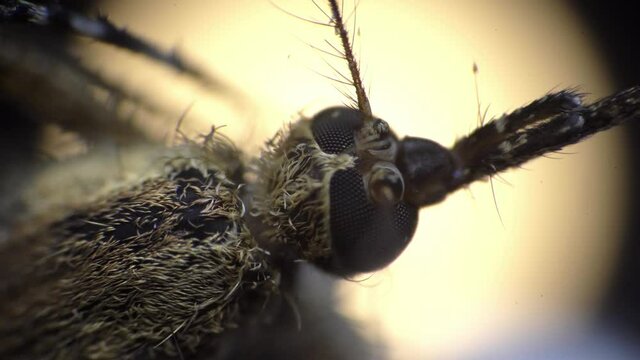 Mosquito with a long nose and body covered by little hair is filmed from above in macro. Closeup footage of an insect made under microscope. A blood sucker is moving its antennas. Theme of environment
