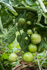Fototapeta premium Home grown tomato vegetables growing on vine in greenhouse. Tomatos on Branch. Beautiful heirloom tomatoes.