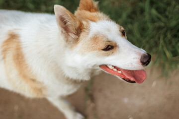 portrait of a young red-and-white dog. close-up shooting. selective focus