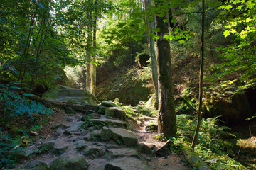 Obraz premium Steiler steiniger Wanderweg im sonnigen Wald mit Farnen und Felsen, Lichtstrahlen fallen durch das Blätterdach im Schindergraben, Sächsische Schweiz-Osterzgebirge, Sachsen, Deutschland