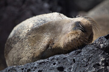 Closeup portrait of Galapagos Fur Seal (Arctocephalus galapagoensis) head sleeping on rock Galapagos Islands