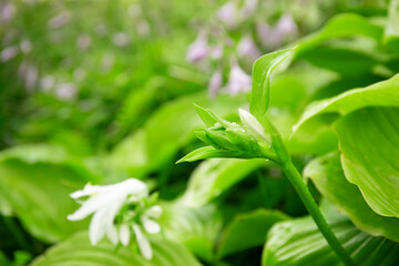 Fototapeta na wymiar White hosta flowers blooming in a garden