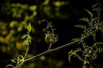 Organic Cherry Tomato