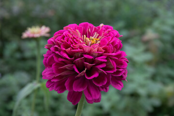 А beautiful man's flower in a green background garden