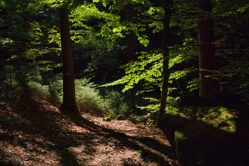 Fototapeta premium Sonnenstrahlen fallen durch das grüne Blätterdach eines Buchenwaldes, mystische Lichtstimmung auf einem Waldweg, Naturhintergrund, Landkreis Sächsische Schweiz-Osterzgebirge, Sachsen, Deutschland