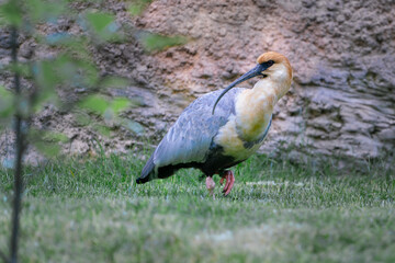 Black-faced ibis, Theristicus melanopis, walking in grass looking for food. Bird found in grassland and fields in southern and western South America.