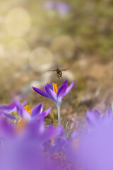 Macro of a bee hovering above purple early Spring crocus flower. Insect mid air photo. Shallow depth of field, soft focus, blur and bokeh