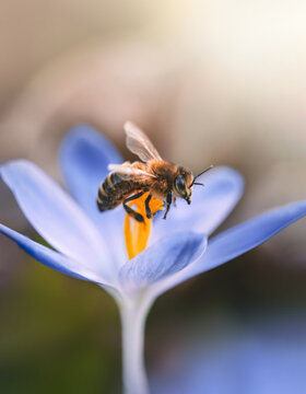 Macro of a bee on a single light blue early crocus flower. Isolated subject from blurred, bokeh background. Shallow depth of field, sunshine