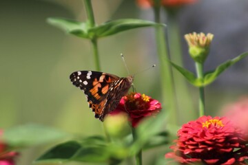butterfly on flower