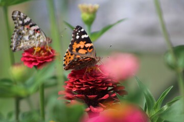 butterfly on flower