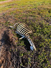 Reindeer skeleton in the Kola tundra, Murmansk region of Russia.