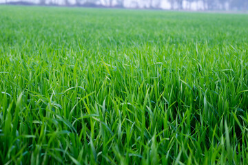 Fototapeta premium Young wheat plants growing on the soil, Amazingly beautiful endless fields of green wheat grass go far to the horizon.