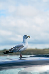 seagull on a car
