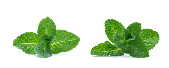 fresh green mint leaves isolated on white background. top view.