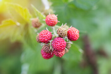 Ripe raspberries on a bush, selective focus
