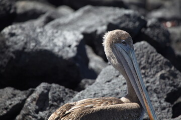 Galapagos Brown Pelican (Pelecanus occidentalis urinator) against backdrop of lava rocks Galapagos...