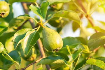 Unripe young green pear on a branch, setting sun