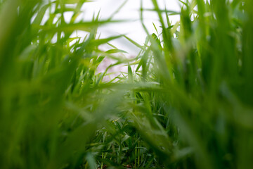 Young wheat plants growing on the soil, Amazingly beautiful endless fields of green wheat grass go far to the horizon.