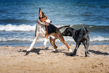 Fototapeta Dwa psy na plaży  obraz