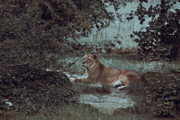 Lioness in the woods