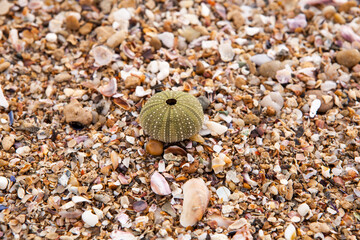 Sea shells of all shapes laying on a sandy beach